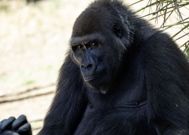 To be or not to be... фото превью