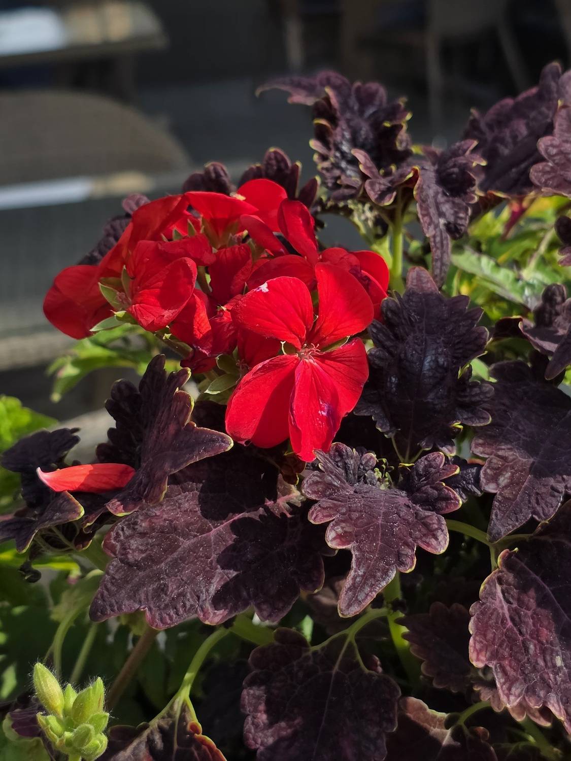 раковая, ресторан, Мария Горская