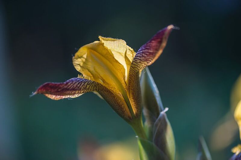 ирис Ирис фото превью