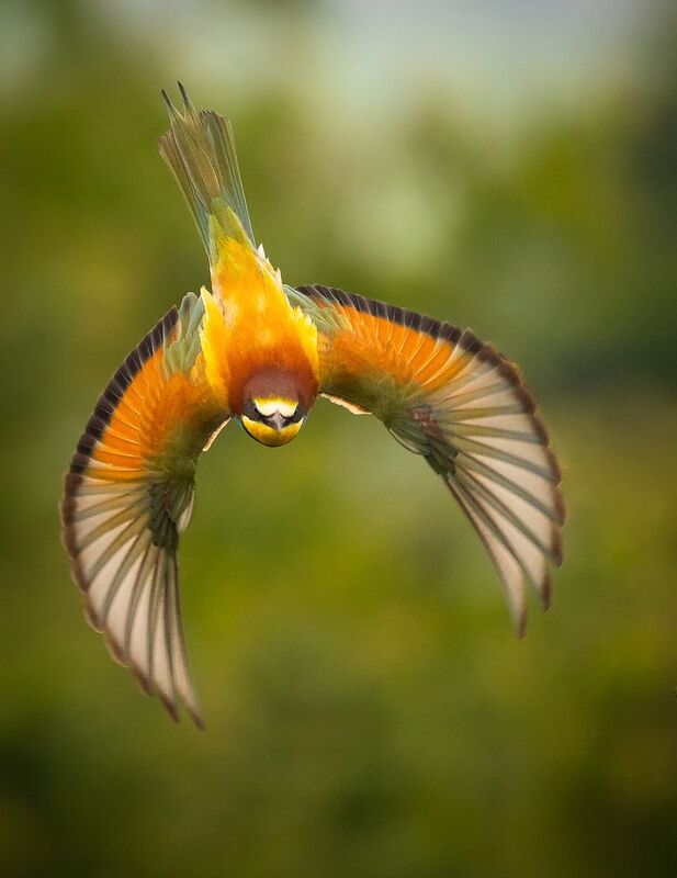 Bee-eater фото превью