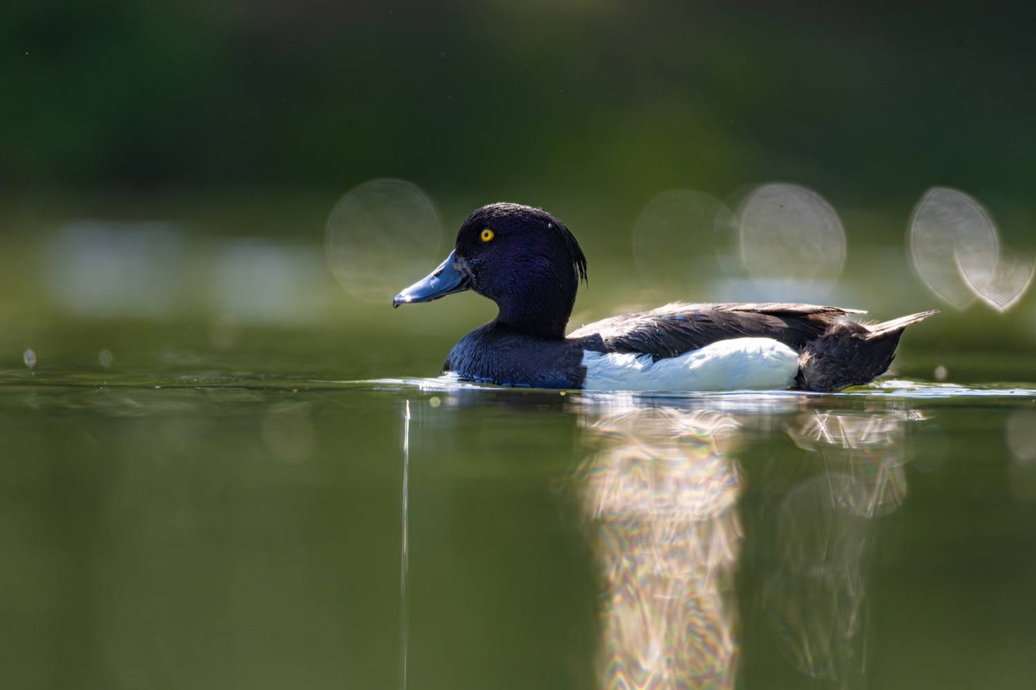 хохлатая чернеть, нырок, утка, птицы, Руслан Pl