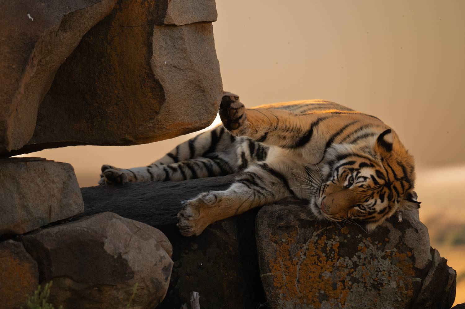 бенгальский тигр, Африка, ЮАР, Сулоев Алексей