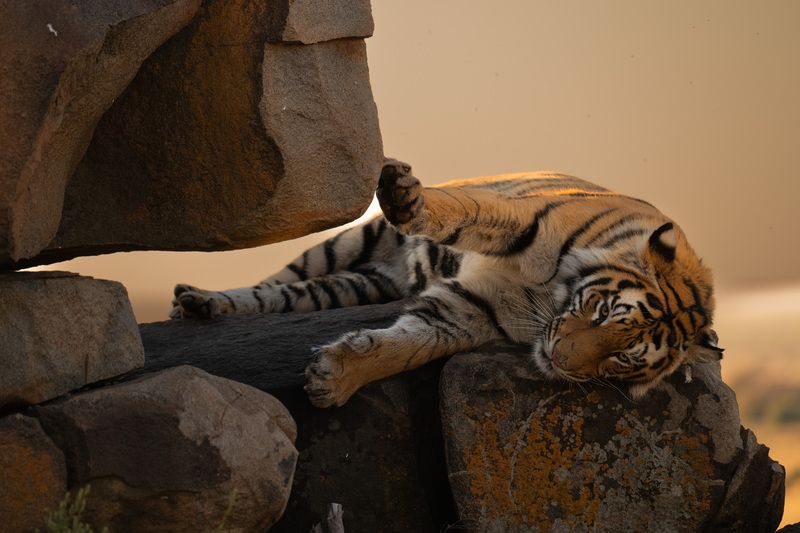 бенгальский тигр, Африка, ЮАР  фото превью