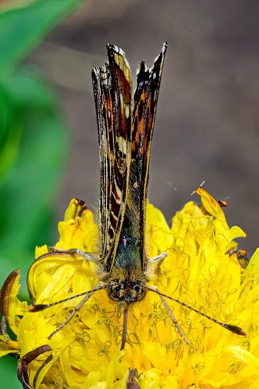 Пестрокрыльница изменчивая1 фото превью