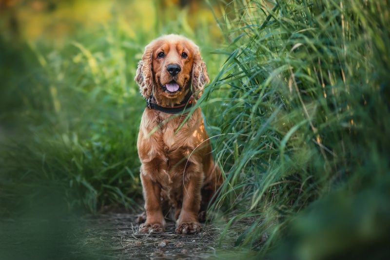Арчи фото превью
