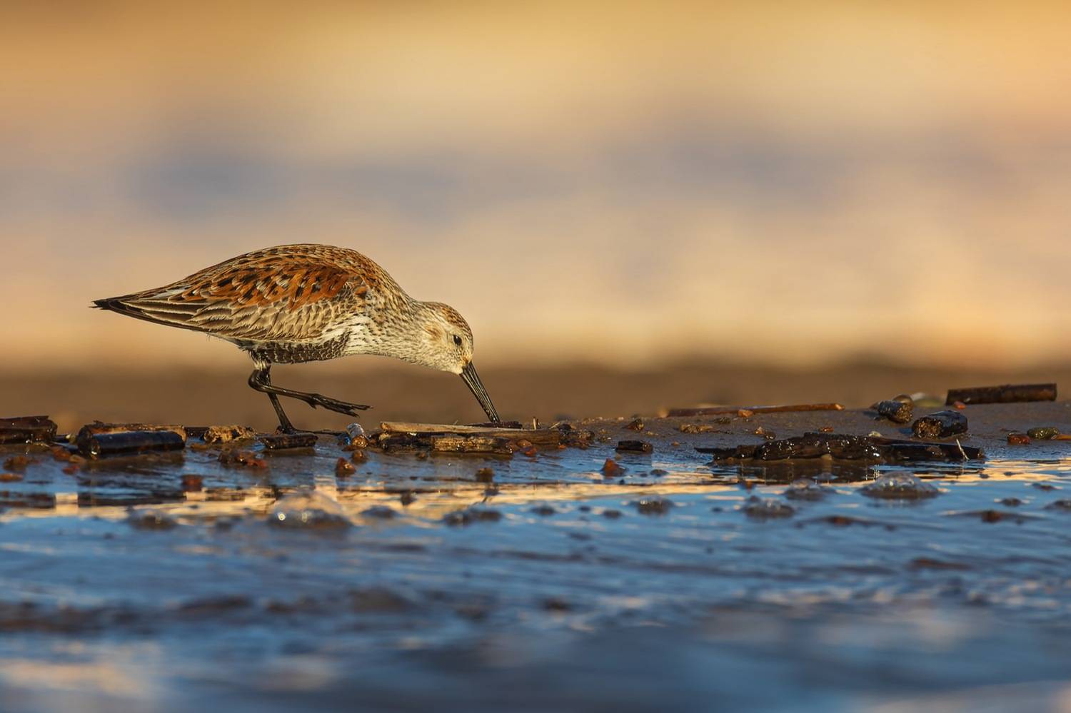 чернозобик, кулик, птицы, Руслан Pl