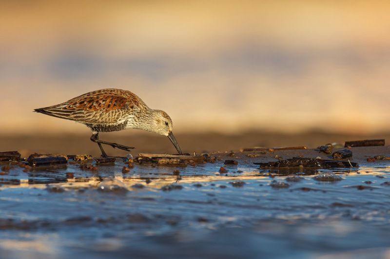 чернозобик, кулик, птицы Чернозобик фото превью
