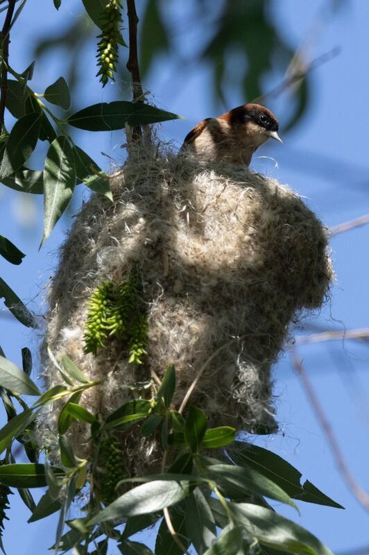Черноголовый ремез фото превью