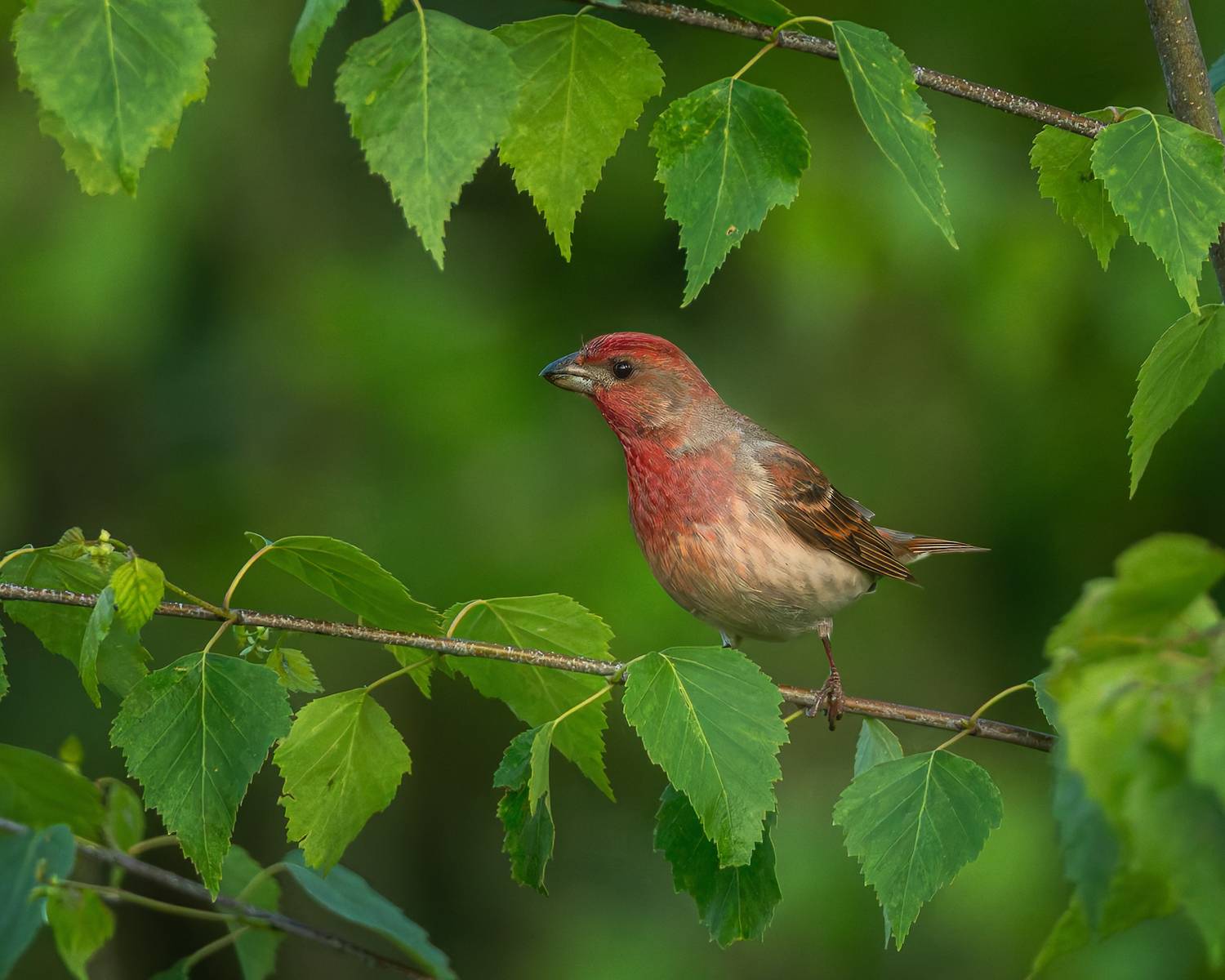 птички, фотоохота, чечевица, ленобласть, Марголин Алексей