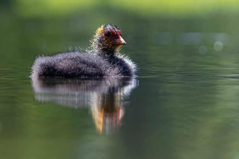 лысуха, птенец, птица  фото превью
