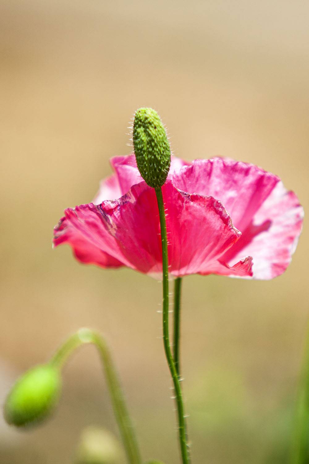 , karimi souderjani mahdi