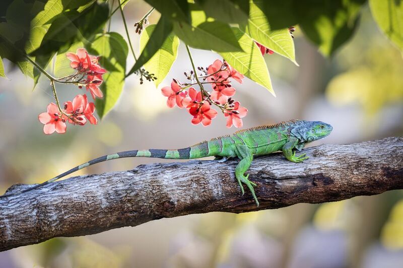 игуана, ветка, листья, цветы игуана фото превью