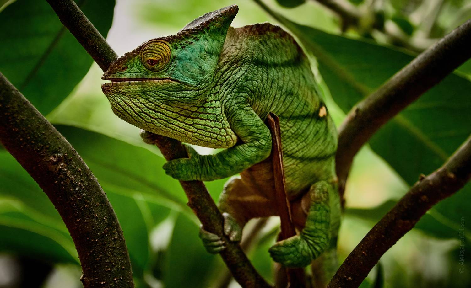 , Гиль Александр