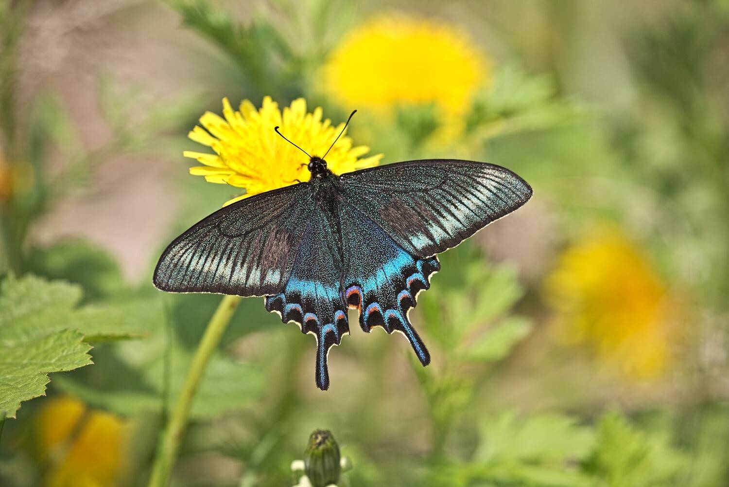 парусник маака владивосток остров русский май, Евгений Слободской