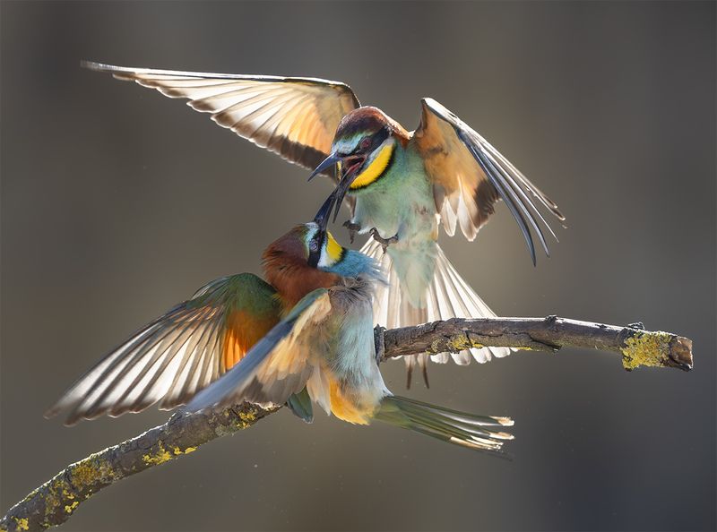 *** фото превью