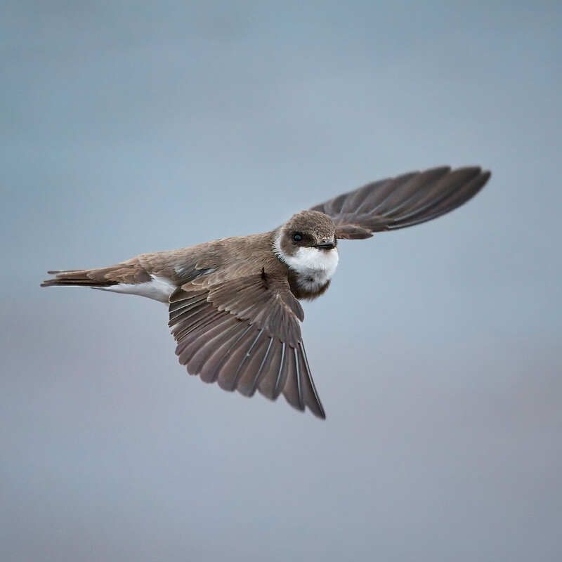 ласточка береговушка в полете Береговушка фото превью