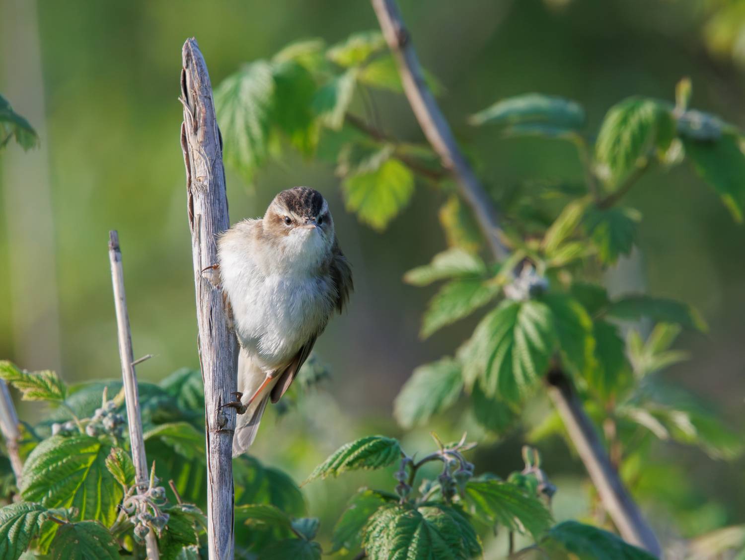 камышовка-барсучок  птица камышовка куст, Светлана Холодняк