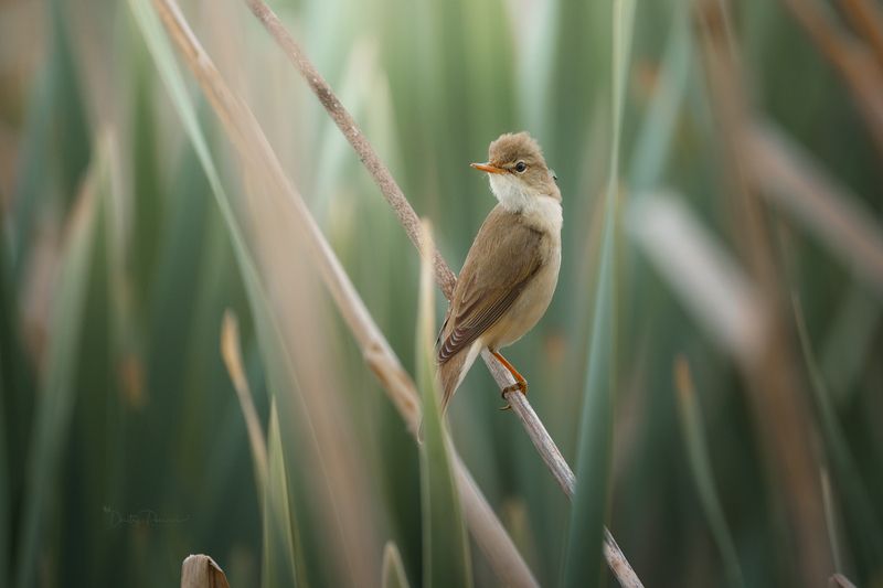 природа, лес, поля, огороды, животные, птицы, макро Потерялась мошка, может кто видел ? фото превью