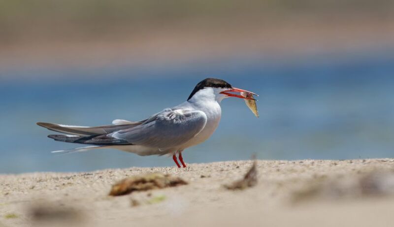 речная крачка, птица, пернатые, природа, фауна, крачка, клюв, оперение, крыло, полёт, берег, водоём, прибрежная зона, гнездование, охота, дикая природа, фото птиц Речная крачка с добычей фото превью
