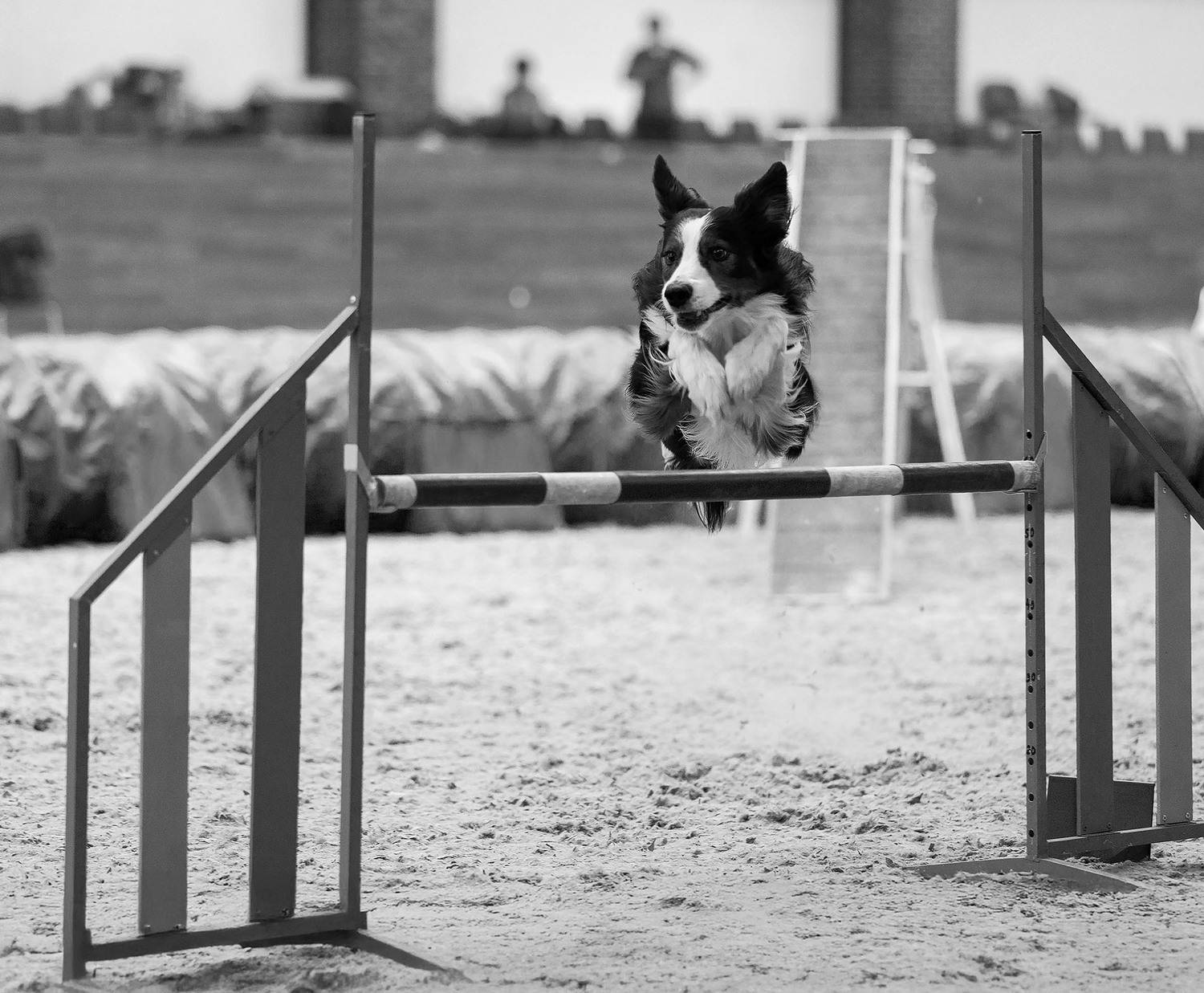 соревнования, аджилити, спорт, sport, dog, competition, Стукалова Юлия