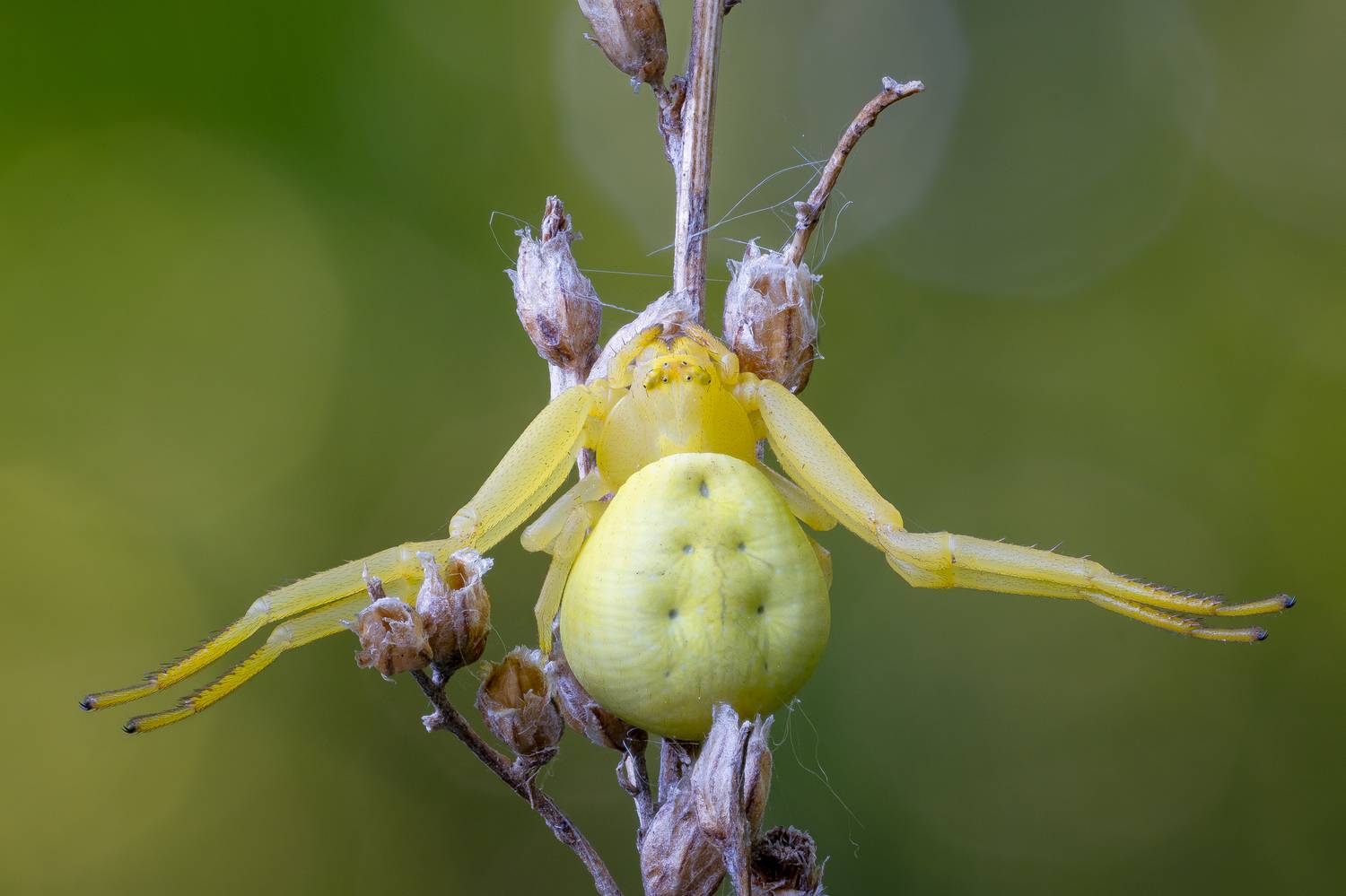 , Кузнецов Дмитрий