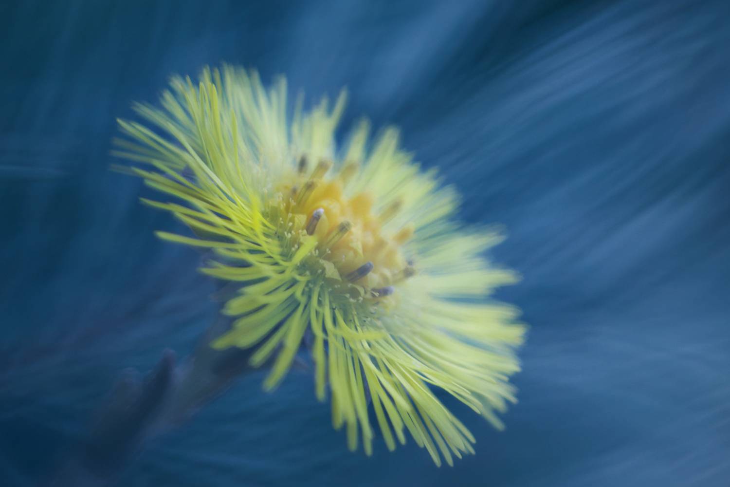 macro, flower, макро, матьимачеха, tussil&aacute;go, цветок, Хилько Марина