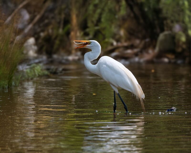 Большому куску рот радуется фото превью