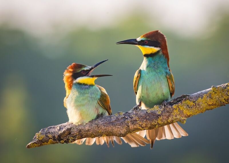 щурка, щурка золотистая, merops, merops apiaster, птицы Серьёзный разговор фото превью