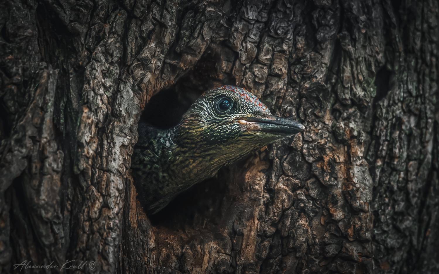 дятел, зеленый дятел, picus viridis, Круль Александр