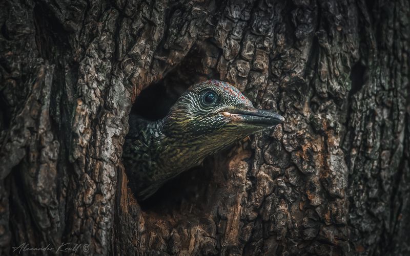 дятел, зеленый дятел, picus viridis Ждун фото превью