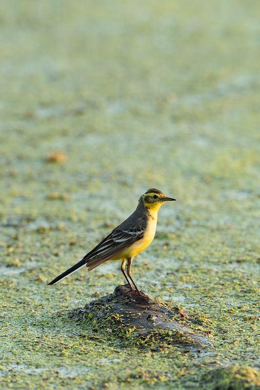 Желтая трясогузка фото превью