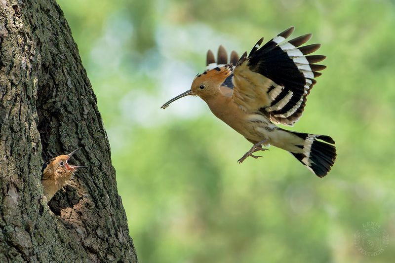 Удод - Lens and Feathers фото превью