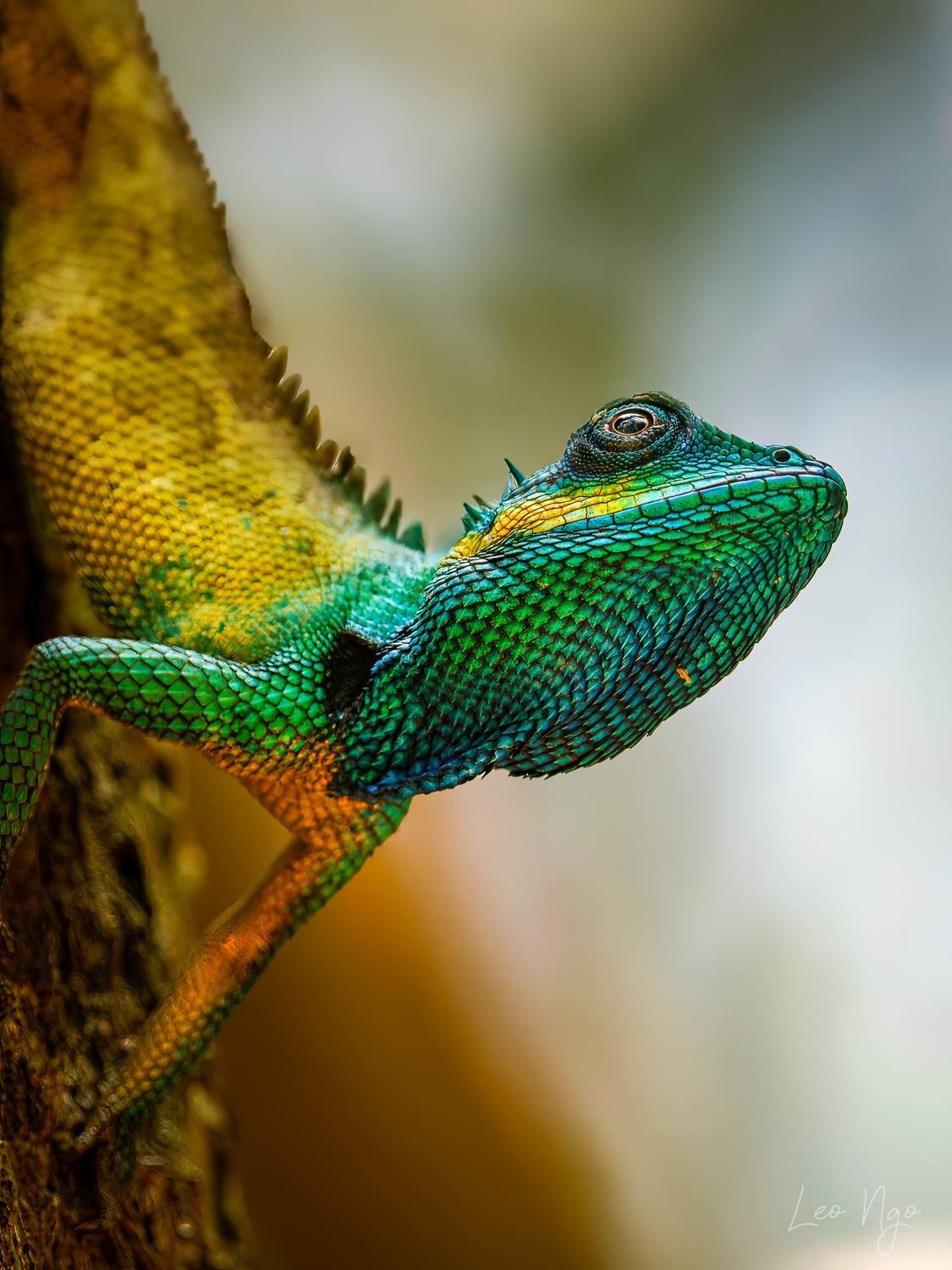 , Ngo Hoang Nguyen - Leo Ngo