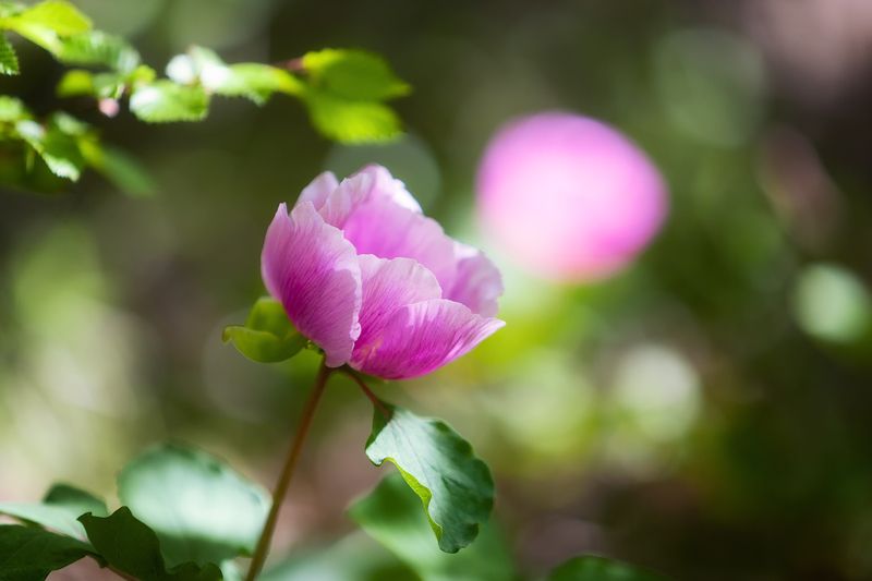 крым, горы, весна. Весенний перевал Ласпи. фото превью