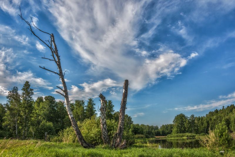 Из жизни деревьев... фото превью