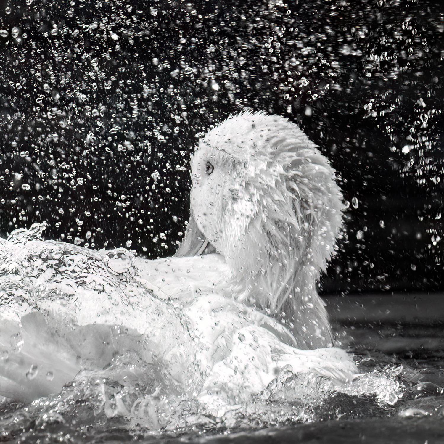 , Maikel Valle Clara