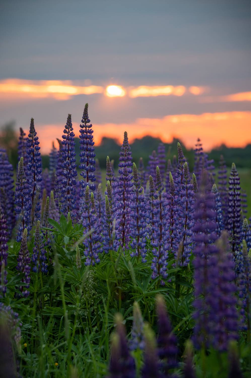 , Перевозчиков Андрей