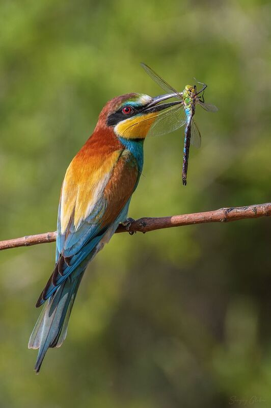 щурка, птицы, пернатые С добычей фото превью