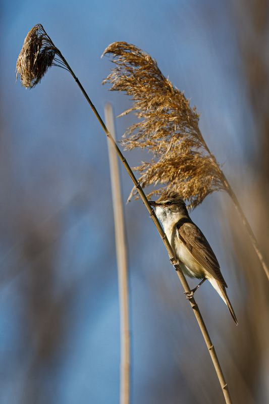Дроздовидная камышовка фото превью