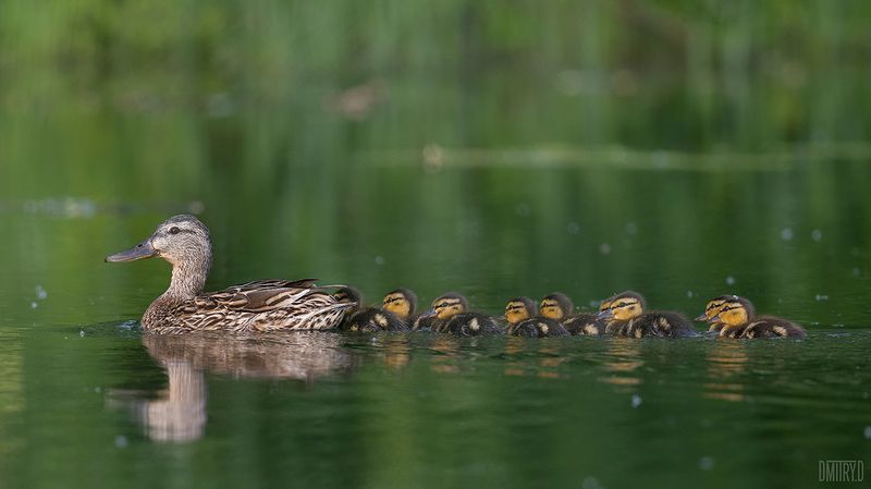 Кряква с утятами фото превью