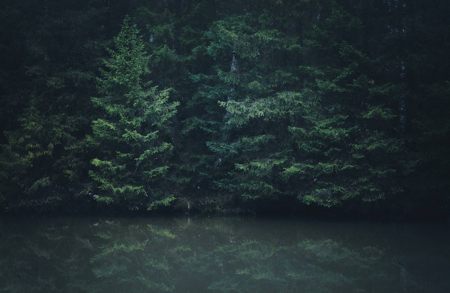 , Силантьев Даниил