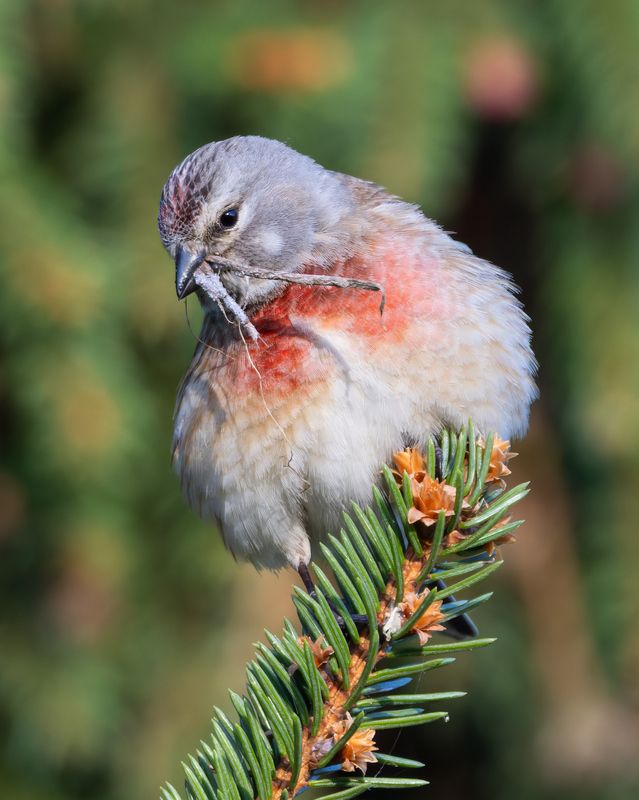 коноплянка, linaria cannabina, птицы, фото птиц  фото превью