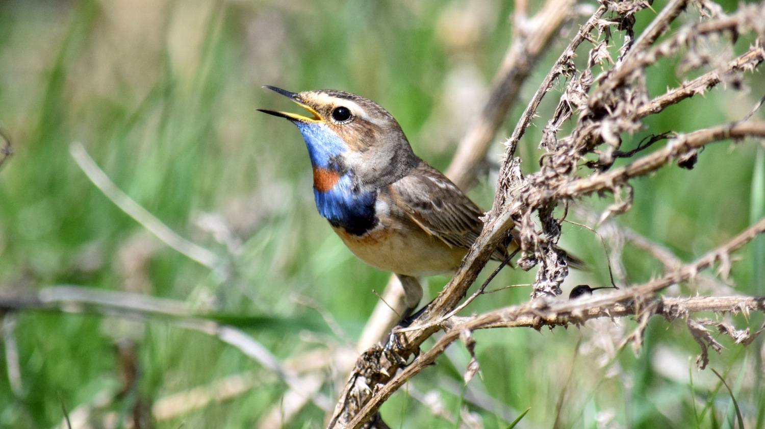 , Неверова Наталья