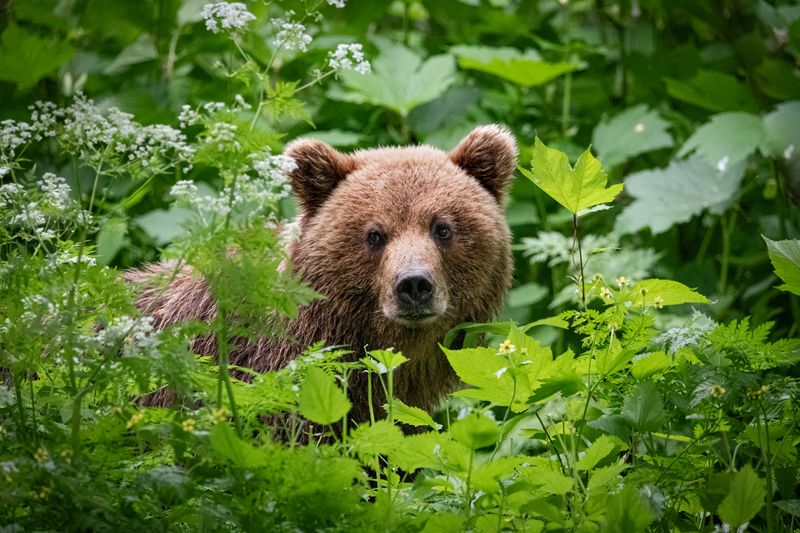медведь, хищник, зверь, камчатка Мишутка фото превью