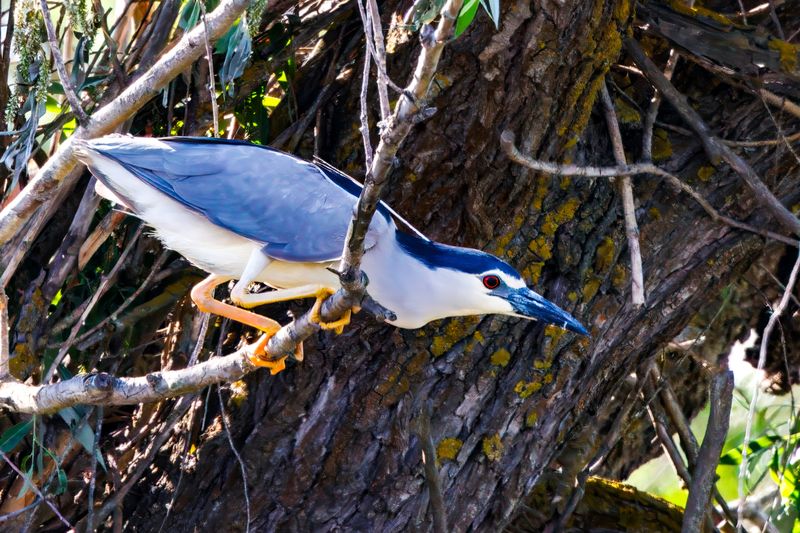 Обыкновенная кваква фото превью