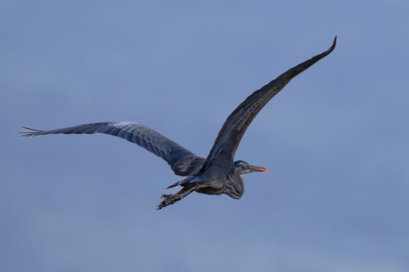 birds,  Great Blue Heron  фото превью