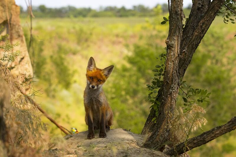 природа *** фото превью