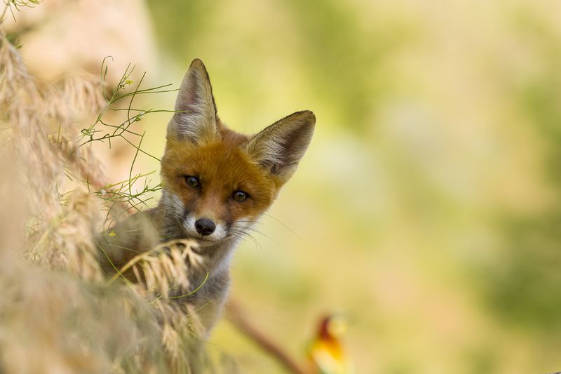 природа Кто там? фото превью