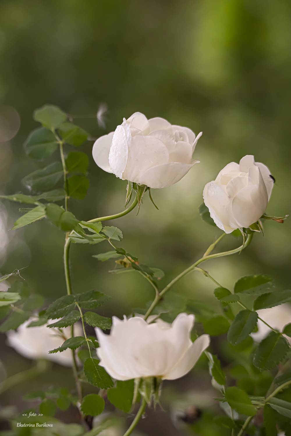 , Бурикова Екатерина