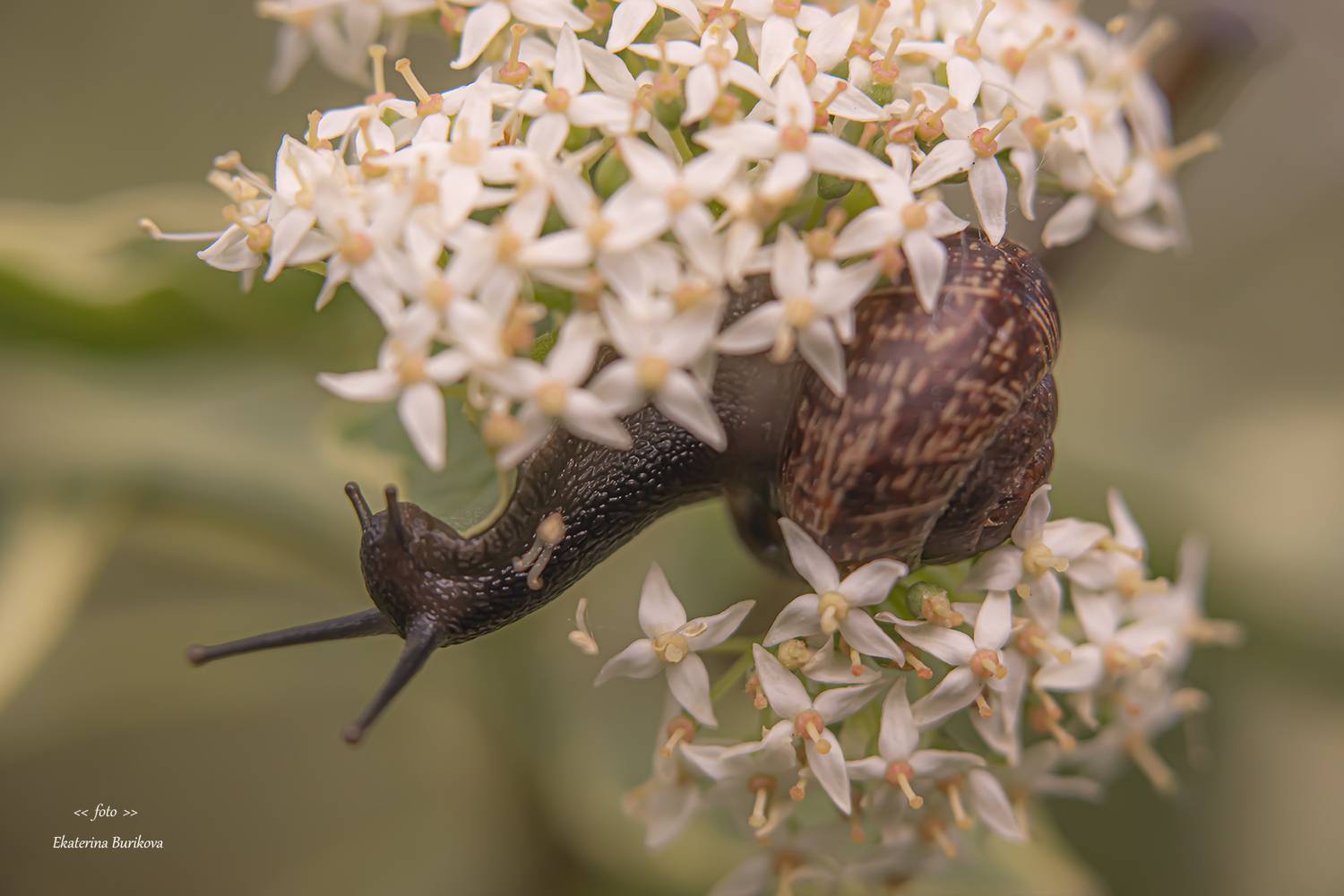 , Бурикова Екатерина